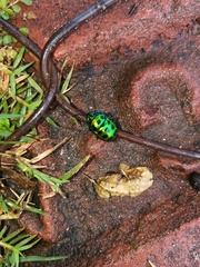 Chrysocoris