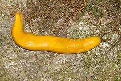 Ariolimax californicus