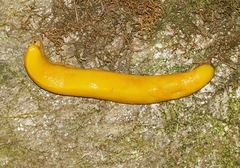 Ariolimax californicus