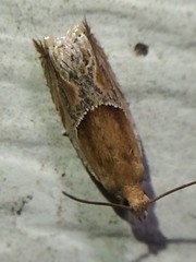 Ancylis comptana