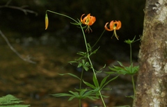 Lilium pardalinum