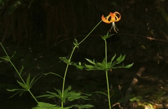 Lilium pardalinum