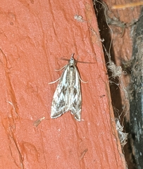 Catoptria oregonicus