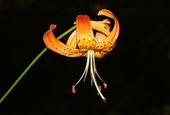 Lilium pardalinum
