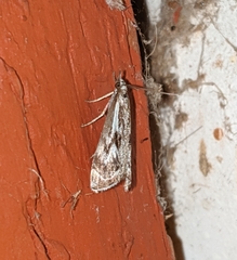 Catoptria oregonicus