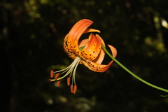 Lilium pardalinum