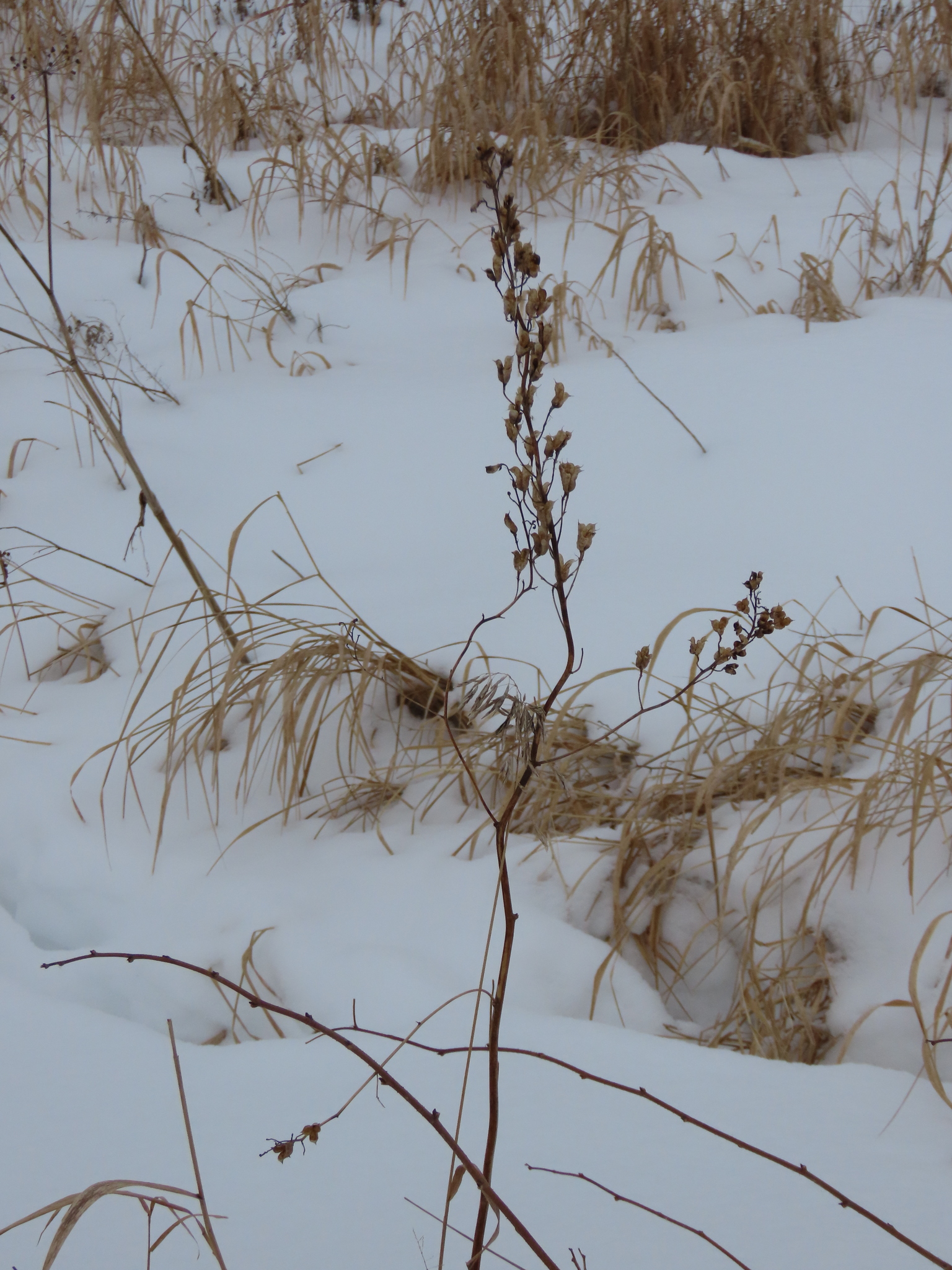 Stračka vyvýšená Magic Fountains Dark Blue (Dark Bee) — foto