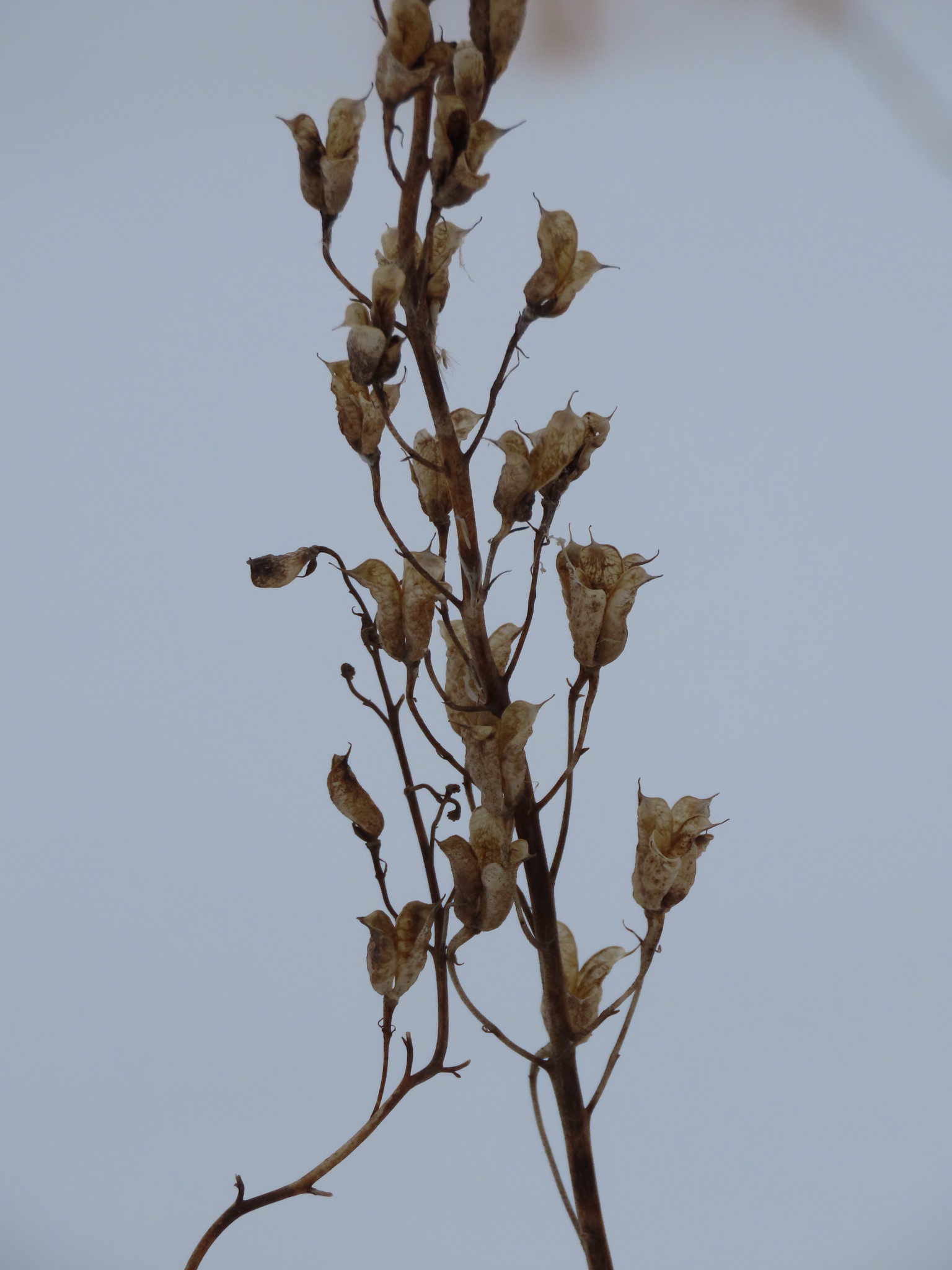 Stračka vyvýšená Magic Fountains Lavender (White Bee) — foto