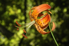 Lilium pardalinum
