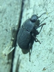 Blapstinus pratensis