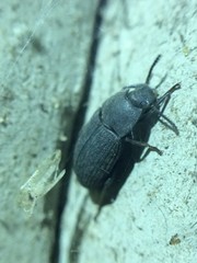 Blapstinus pratensis