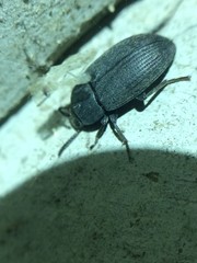 Blapstinus pratensis