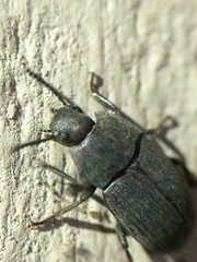 Blapstinus pratensis