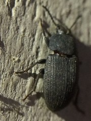 Blapstinus pratensis