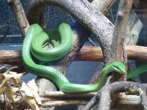Rhino Rat Snake
