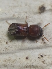 Xylobiops texanus