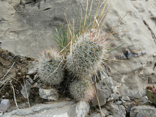 Sacramento Mountain foxtail cactus (Escobaria villardii)