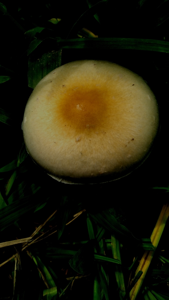 Psilocybe cubensis · March 2025 · photo: © cristianol1456 (iNaturalist, cc-by-sa)