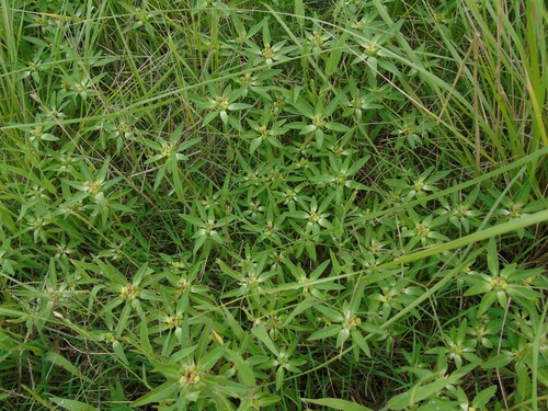 Image of Euphorbia davidii by (c) Lucas Carbone, some rights reserved (CC BY)
