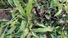 Stenopelmatus minor