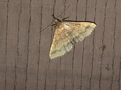 Renia flavipunctalis