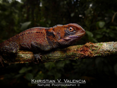 Enyalioides heterolepis