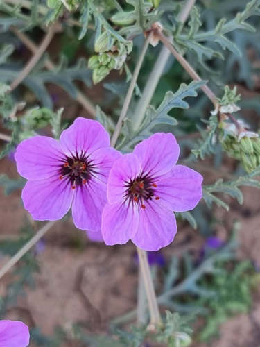 Erodium crassifolium