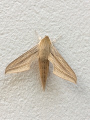 Hippotion balsaminae