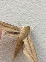 Hippotion balsaminae