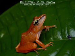 Cachabi Robber Frog photo 5