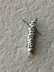 Yponomeuta strigillatus