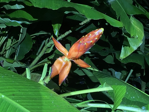 Musa beccarii, photograph 4