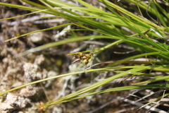 Carex deflexa