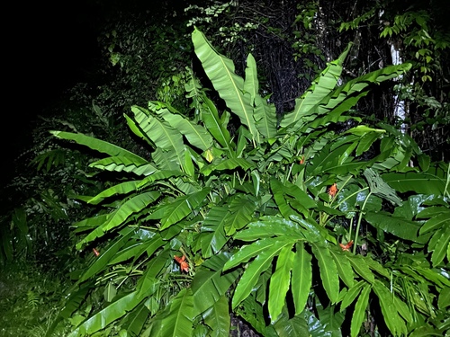 Musa beccarii, photograph 5