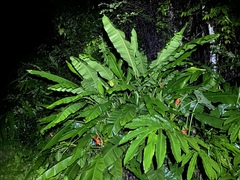 (c) Joss Carr, some rights reserved (CC BY) Musa beccarii, photograph (c) Joss Carr, some rights reserved (CC BY)