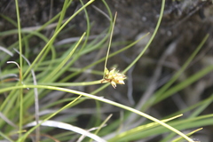Carex deflexa