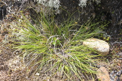 Carex deflexa