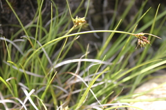 Carex deflexa