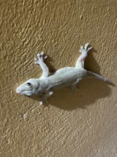 Gehyra oceanica observed 2024-06-28
