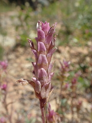 Orthocarpus cuspidatus