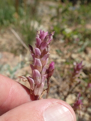 Orthocarpus cuspidatus