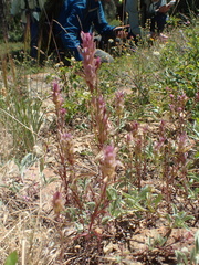 Orthocarpus cuspidatus