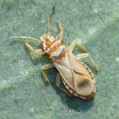 Thaumastocoris peregrinus