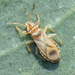 Thaumastocorinae - Photo (c) C. Mallory, algunos derechos reservados (CC BY-NC), subido por C. Mallory