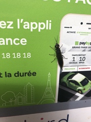 Xiphydria longicollis