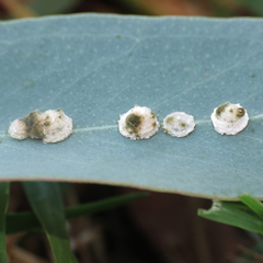 Psyllaephagus bliteus