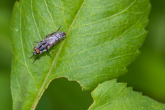 Ozodiceromyia notata
