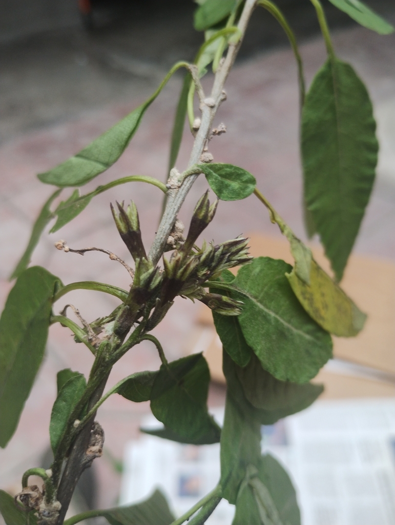 bushy cestrum
