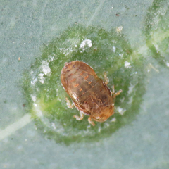 Psyllaephagus bliteus