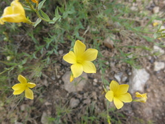 Linum mucronatum, photograph Nachman bones, CC BY, iNaturalist via GBIF